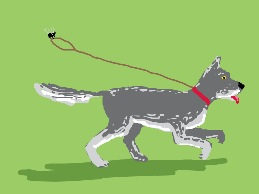 fly exorcises a wolf