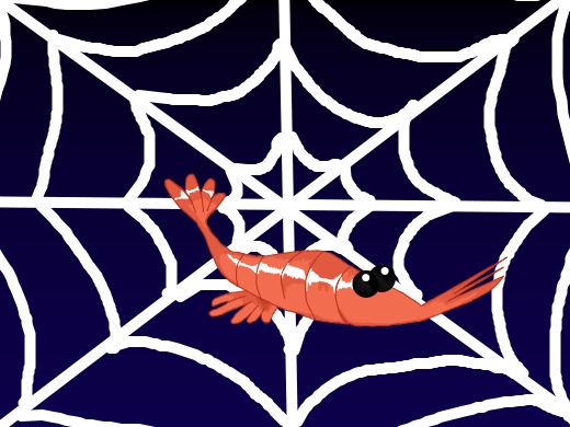 Spiny shrimp spins a spider web